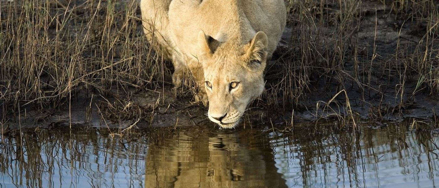 Safari sur l'eau : montez à bord d'un mokoro au Botswana