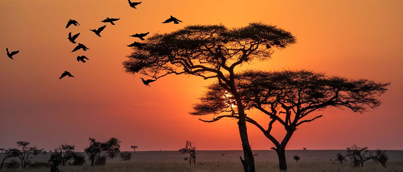 Un safari inoubliable en Tanzanie avec Tanganyika Expeditions