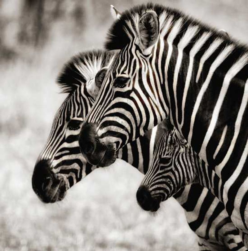 A zebra family in the Plains Camp, Kruger National Park