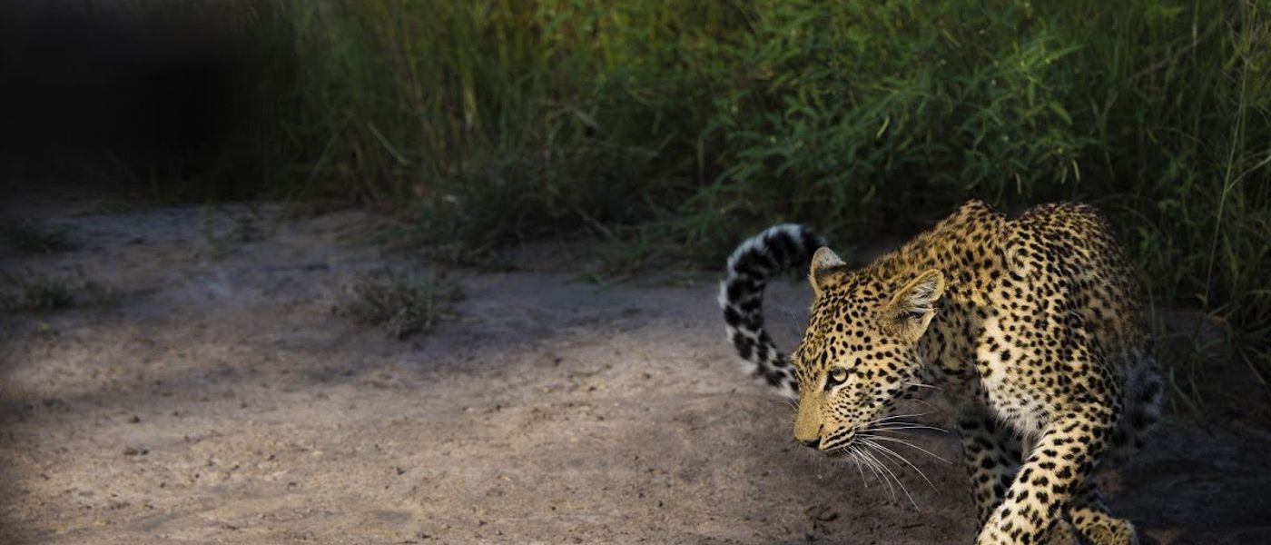 27 Stunning Wildlife Photos Taken by some of Africa's Best Photographers