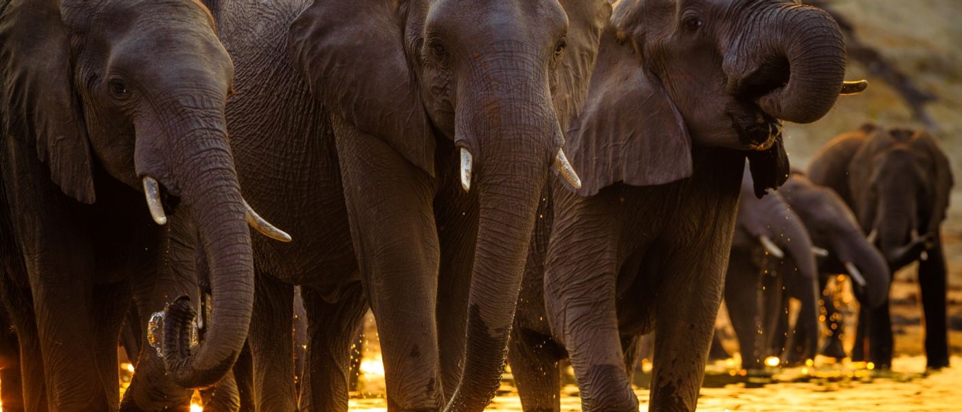 Five Times the Fun: Tim Sanders’ African Odyssey Continues