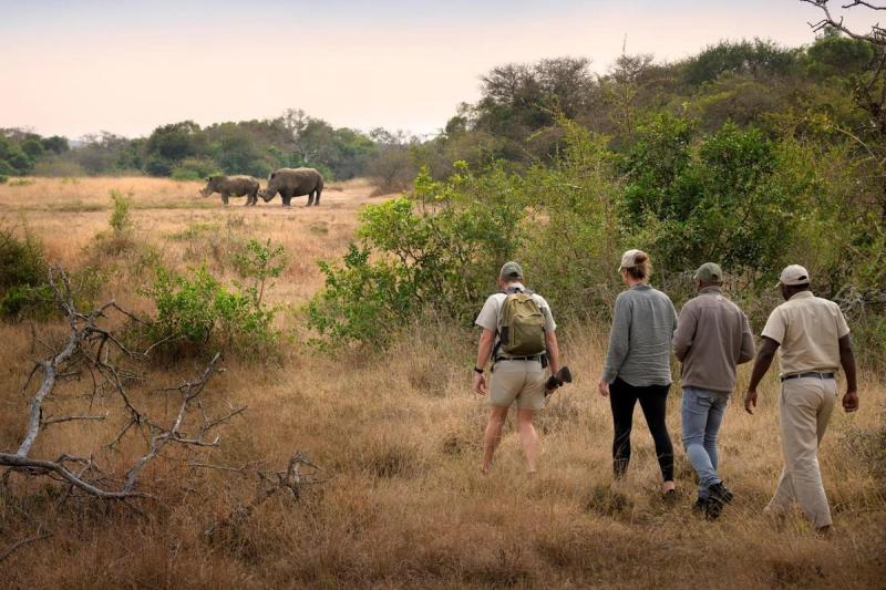 Travellers walk through the bush with rangers, approaching two rhinos on foot during a return trip to Africa.
