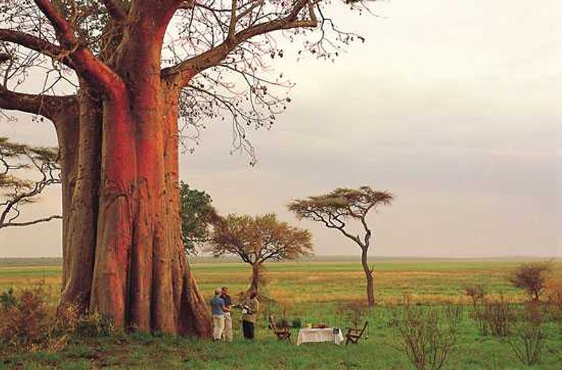The mighty baobabs in Tarangire National Park
