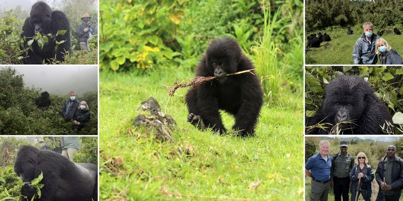 A series of photos show trekkers in misty jungle terrain encountering mountain gorillas at close range, with some gorillas lounging, feeding, or playfully interacting.