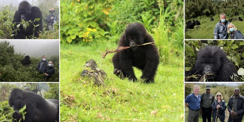 A series of photos show trekkers in misty jungle terrain encountering mountain gorillas at close range, with some gorillas lounging, feeding, or playfully interacting.
