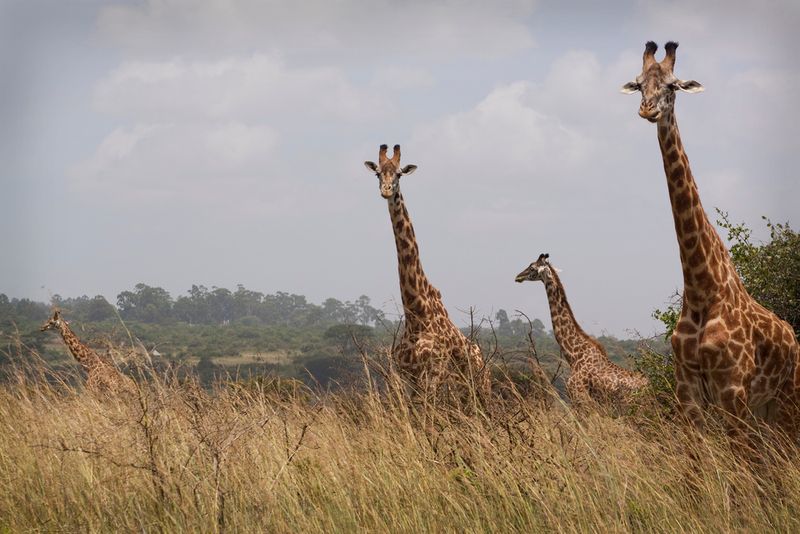 Tall giraffes in Nairobi National Park