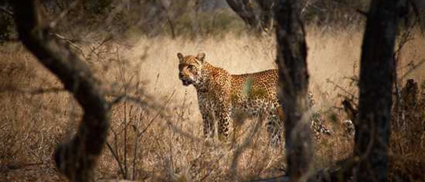 An Incredible Sabi Sand Safari: Part I - Lion Sands Private Game Reserve