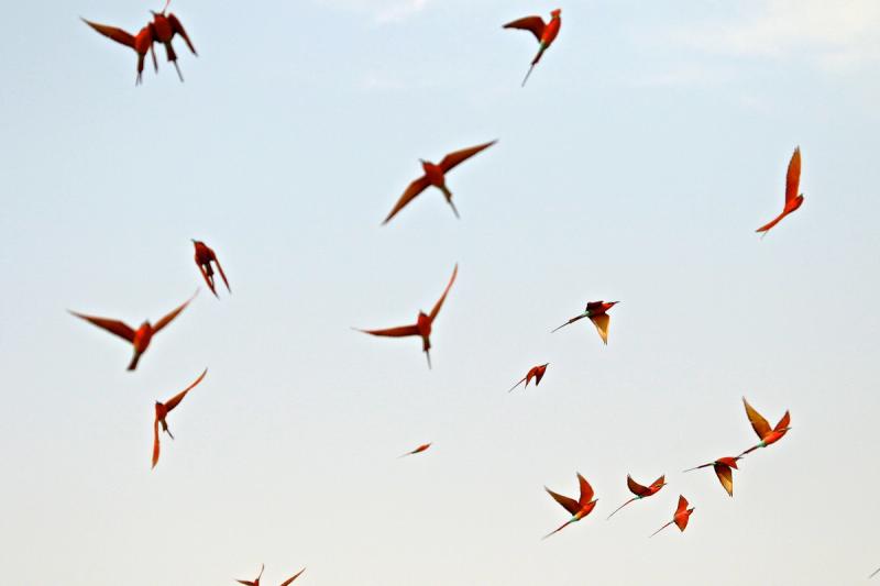 Carmine Bee Eaters in the sky.