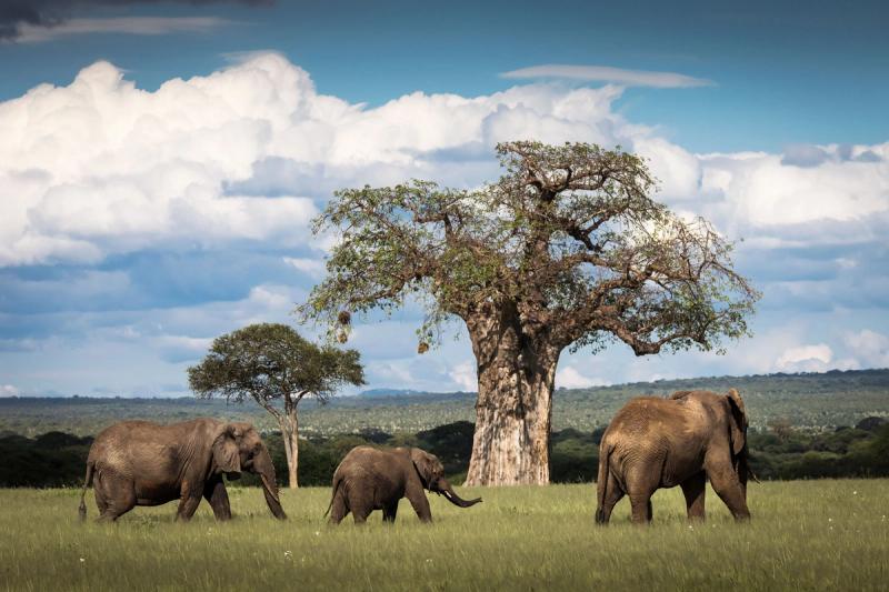 Elephant with the backdrop of Mount Kilimanjaro