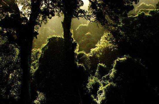 The forest is beautiful and indigenous to the Garden Route