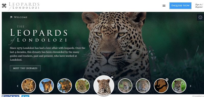 Screenshot der Leoparden-Webseite von Londolozi
