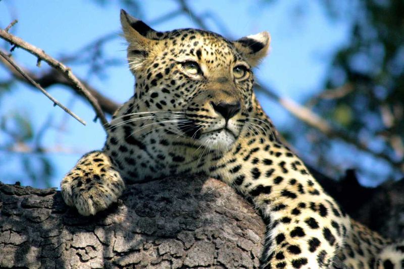 A Sabi Sand Leopard in a Tree