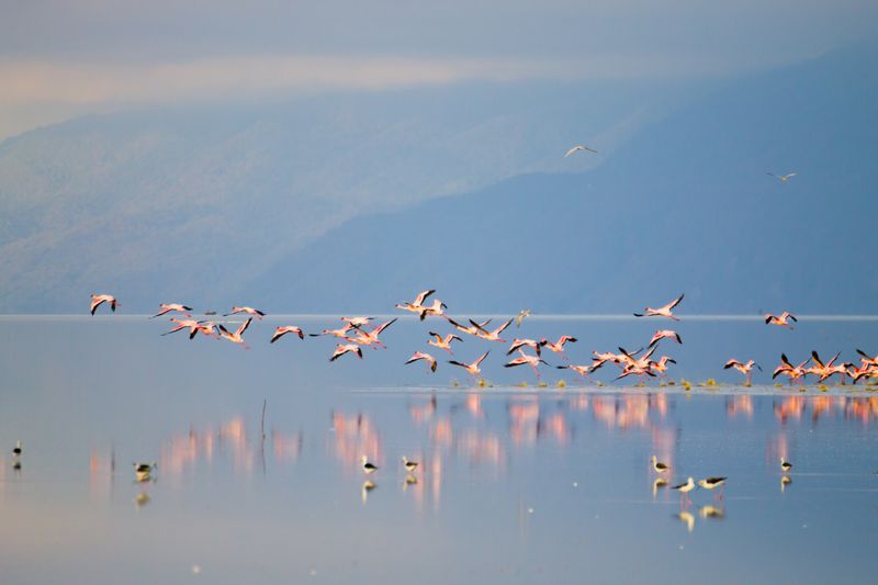 Flock of pink flamingos from Lake Manyara, Tanzania