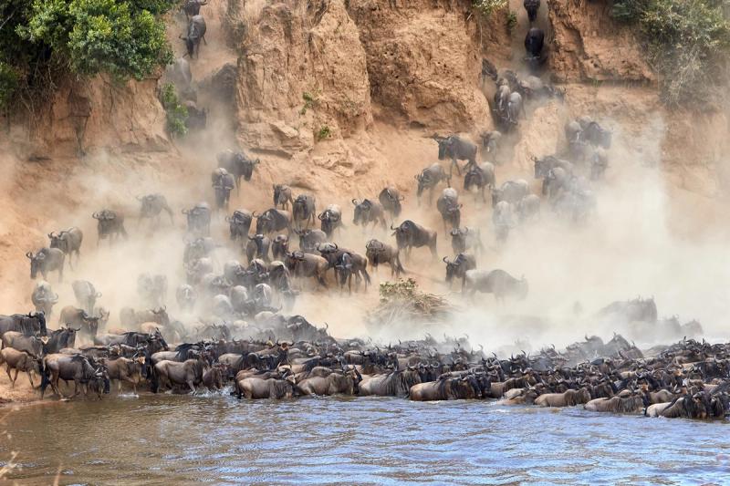 A thundering herd of wildebeest charges down a dusty riverbank into the water below – peak chaos during the best time to visit Kenya.