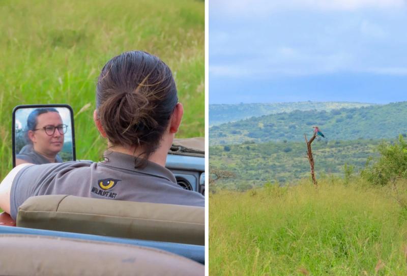Safari game drive