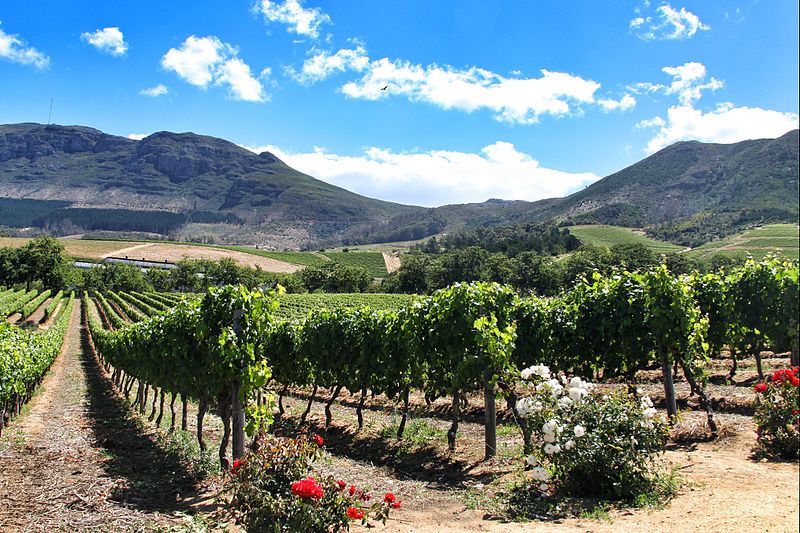 Paisagem de Groot Constantia 