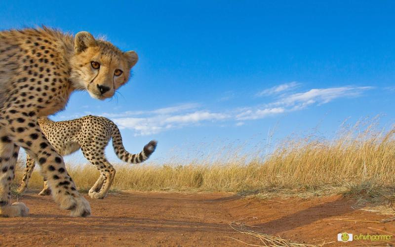 Gepard gucken in die Kamera