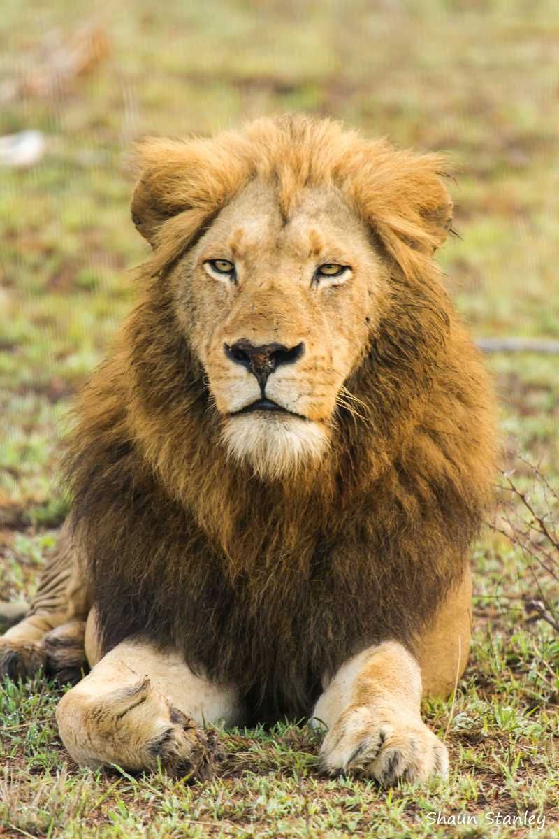 Sabi Sabi Game Reserve