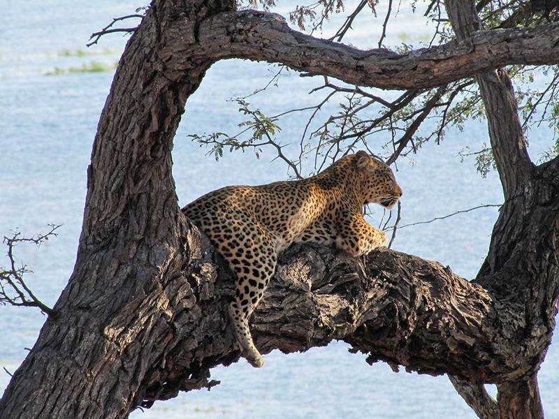 Chobe Game Lodge