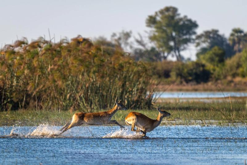 Two red lechwe antelopes sprint through shallow water, splashing as they move across the floodplains, a scene that captures the ever-changing beauty of Botswana's safari seasons.