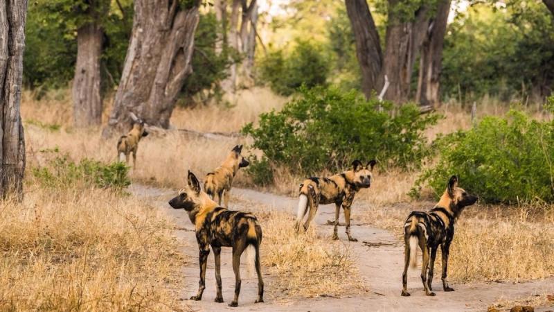 A group of African wild dogs in the Moremi Game Reserve in Botswana