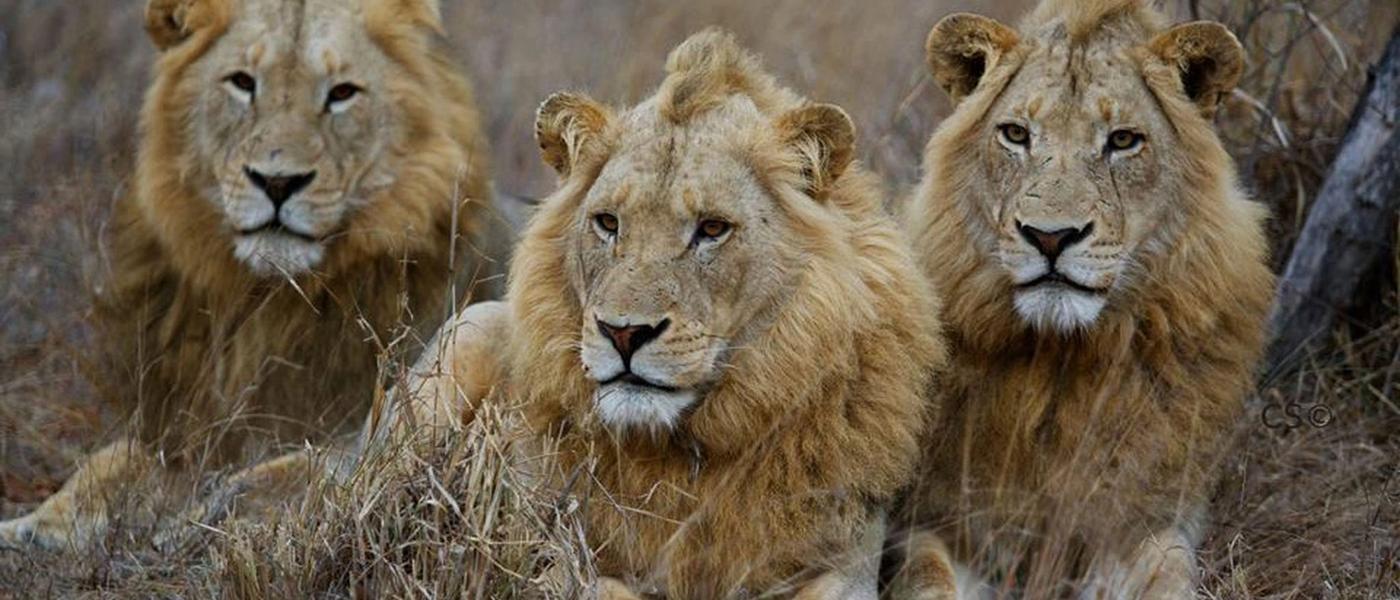 Einzigartige Tierwelt im Timbavati Reservat