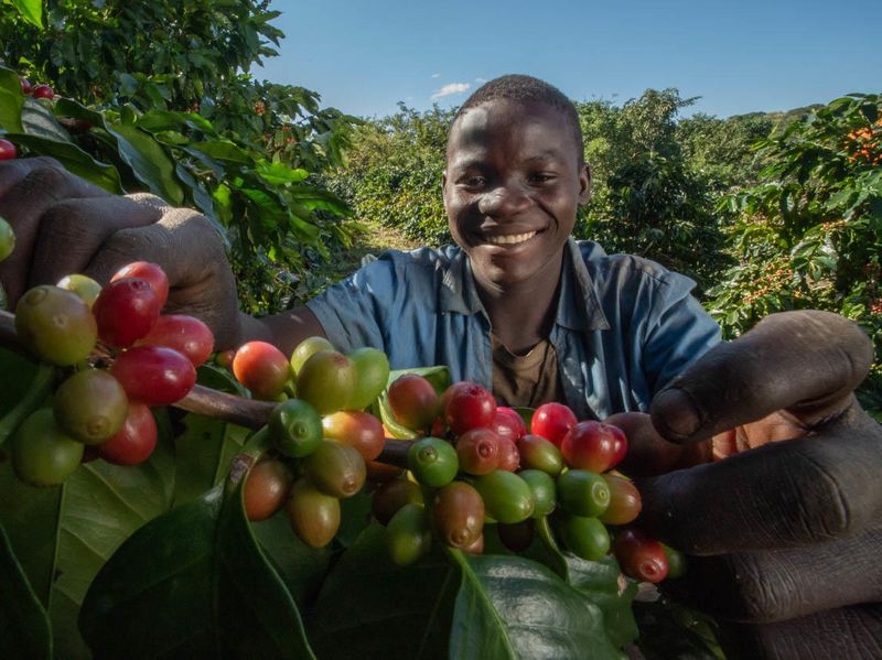 A smiling farmer holds freshly harvested coffee cherries among green plants, highlighting community-led livelihoods within destinations for responsible travel.