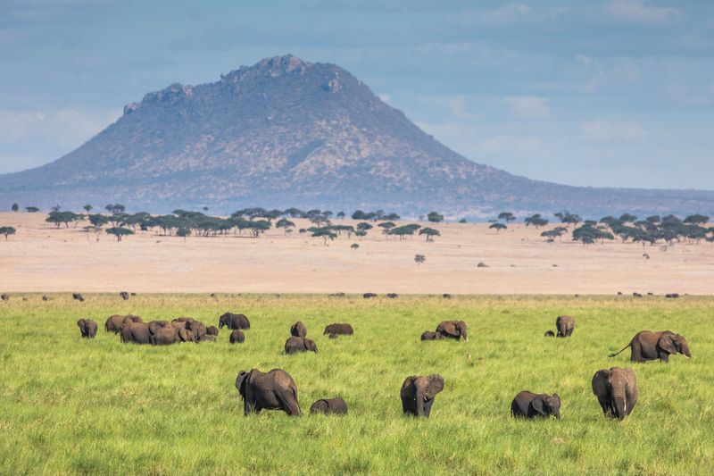 Elephants move through the grasslands at Tarangire National PArk in Tanzania, one of the must-See attractions in East Africa