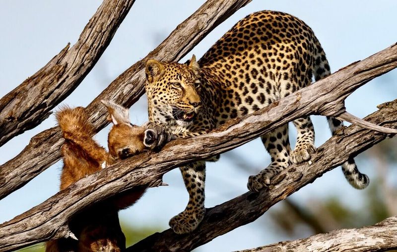 Léopard et sa proie dans un arbre en Afrique, scènes de chasses animaux sauvages