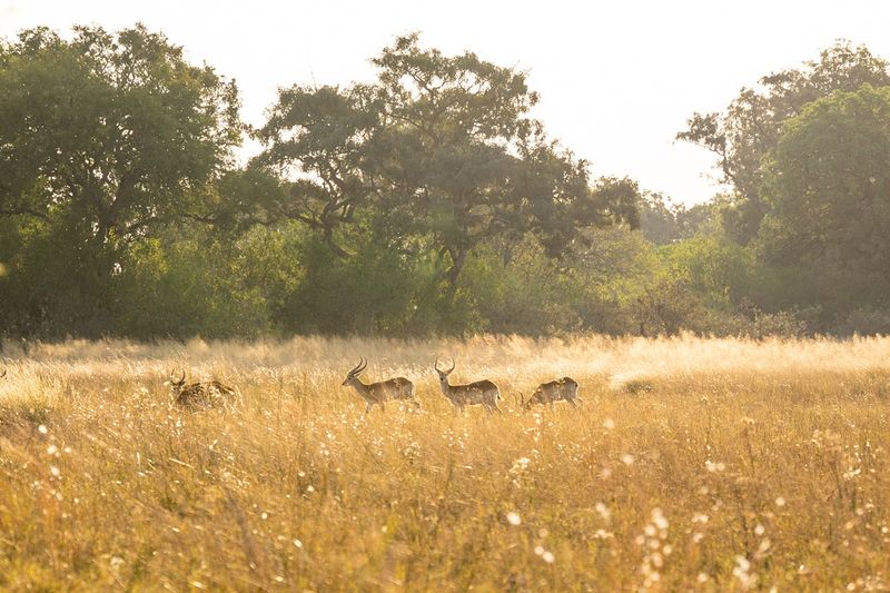 Buck photographed in the soft morning light at 4 Rivers Camp in the Okavango Delta, Botswana 