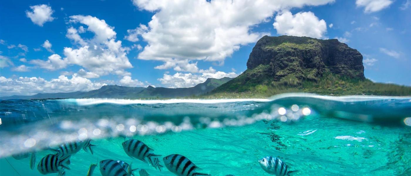 La faune de l'île Maurice