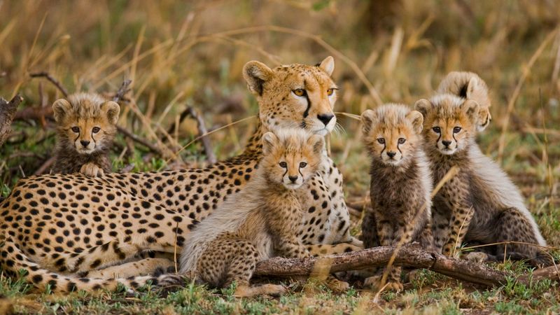 Gepardenmutter mit Nachwuchs in Ostafrika