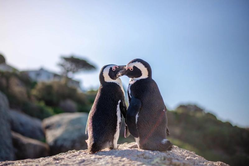 Adorável história de amor entre pinguins registrada