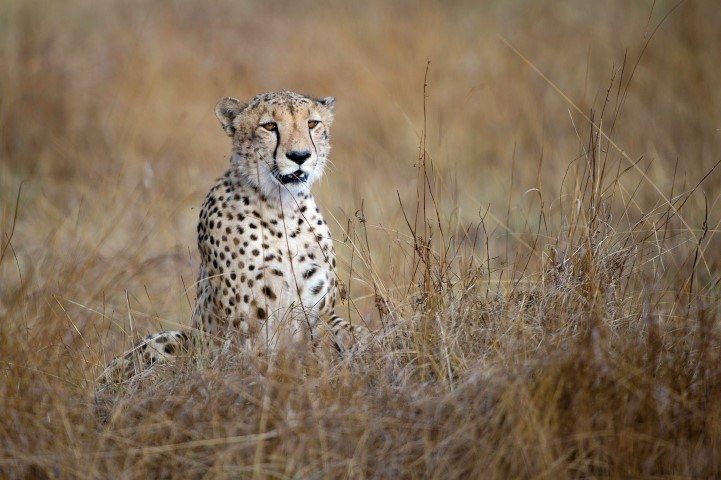 Ein Gepard sitz im Gras der Savanne in Sambia