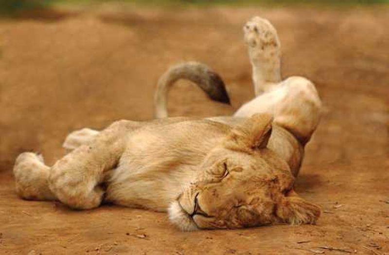 Lion at Shamwari Game Reserve