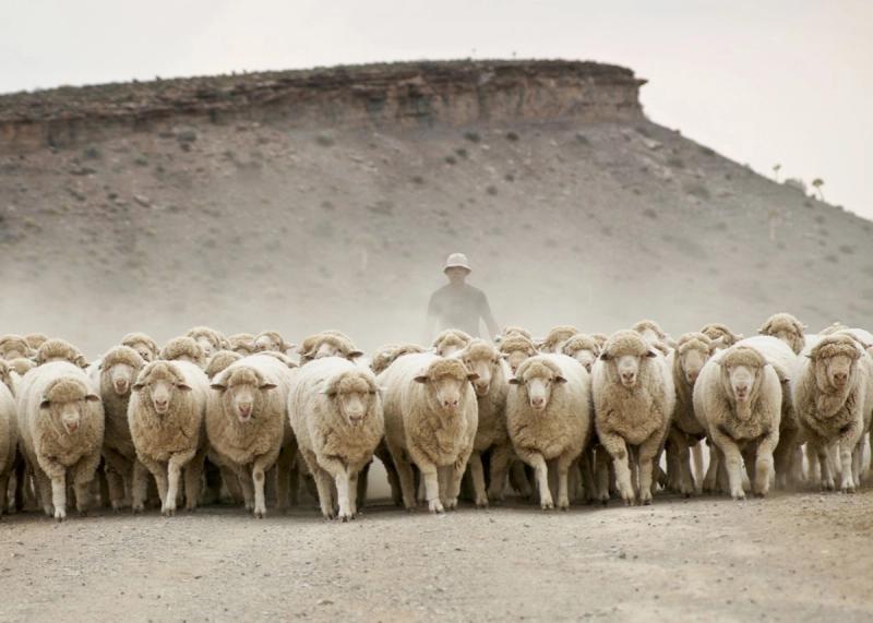 A shepherd guides a flock of sheep along a dusty road in the rugged landscape of Gannabos.
