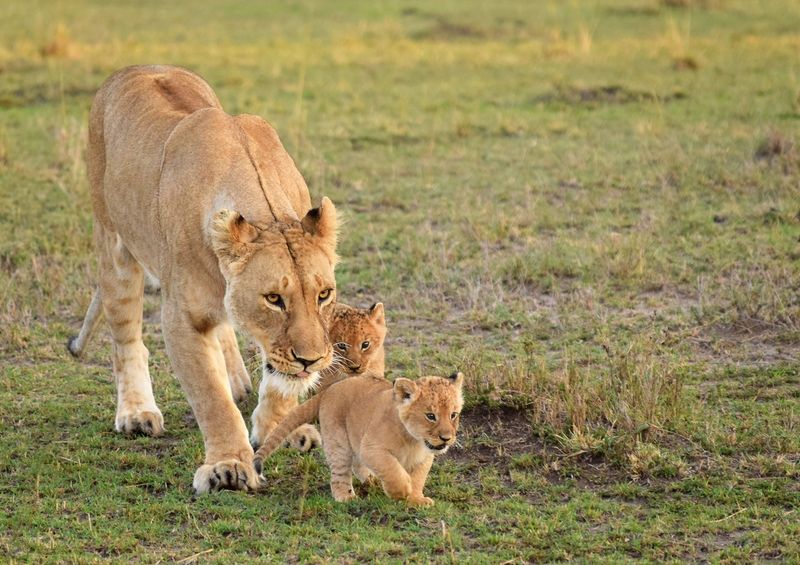 Une lionne surveillant ses petits de près dans la savane en Afrique