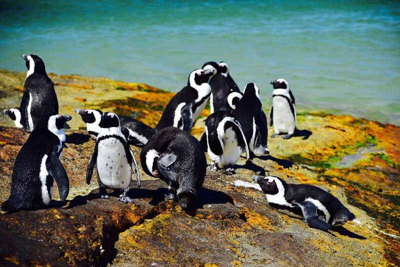 fotos_aus_kapstadt_pinguin_kolonie_boulders_beach