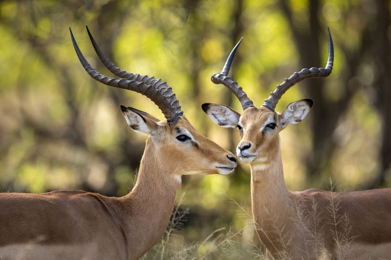 Two male impala