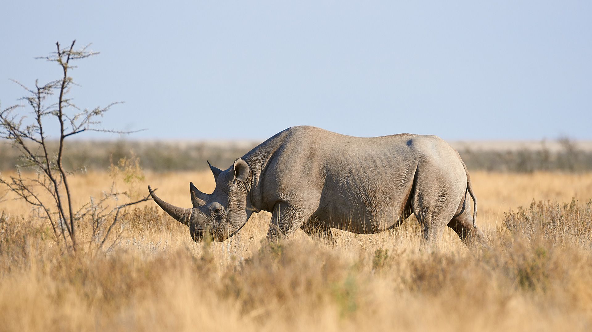 Unsere „Rhinos Saving Rhinos“ Spendenaktion & Gewinnspiel