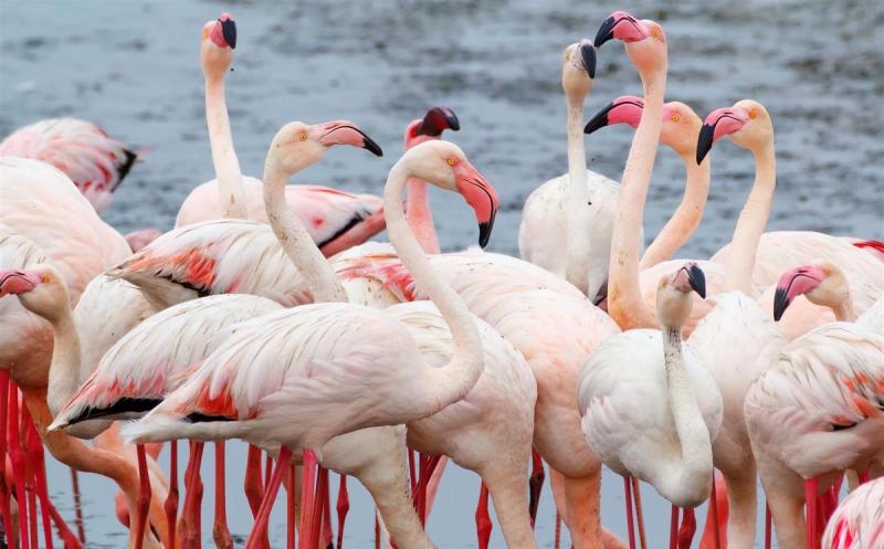 Flamingos in Swakopmund an der Küste Namibias