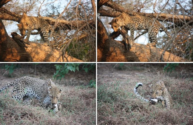 Two leopards feeding on a crocodile in a tree during a Zambia safari