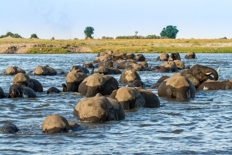 A herd of African animals – dozens of elephants – wade through the Chobe River, their backs and trunks breaking the surface in every direction