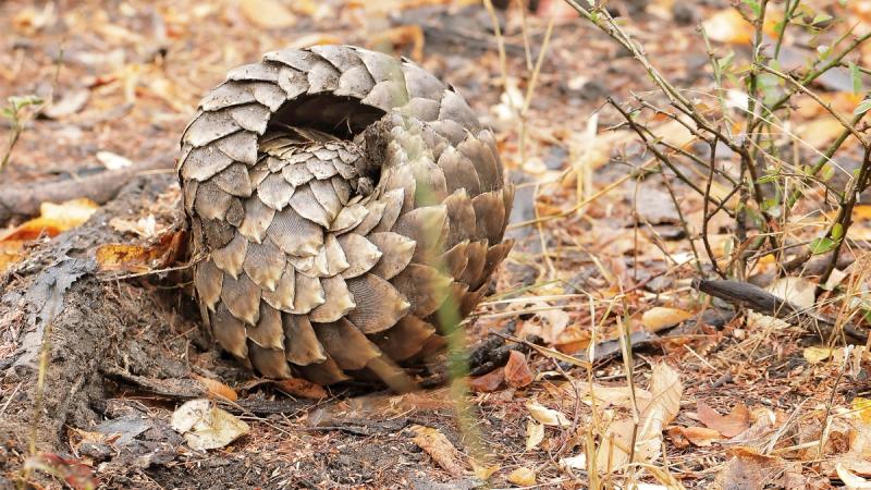 A pangolin curls into a tight defensive ball on the forest floor during a Gorongosa safari.