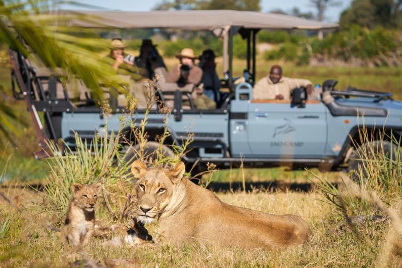 A lioness lounges in the grass with her playful cub while safari-goers watch from a nearby game vehicle, capturing the magic of the best time to visit Botswana for a safari.
