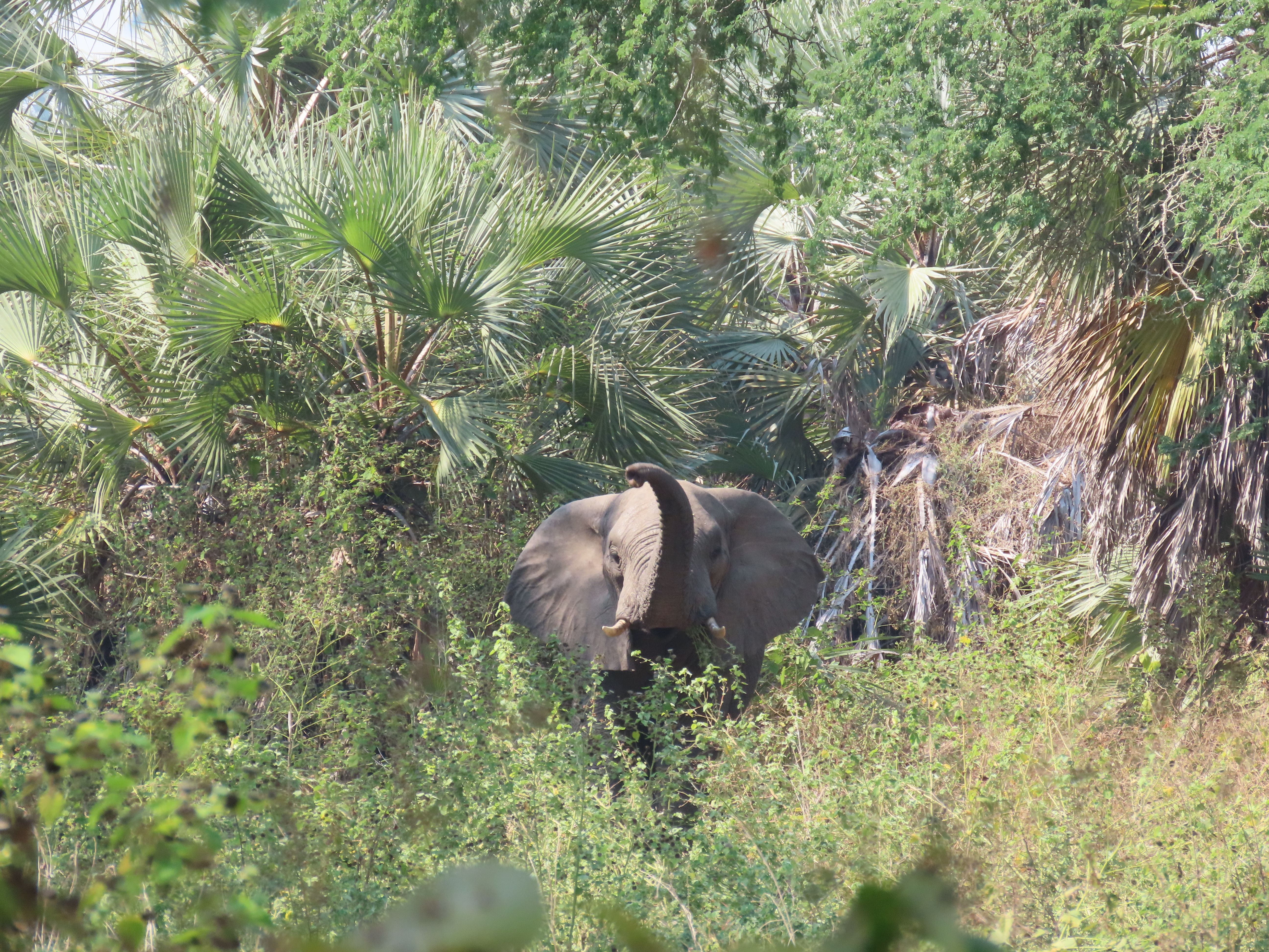 My Gorongosa National Park Safari