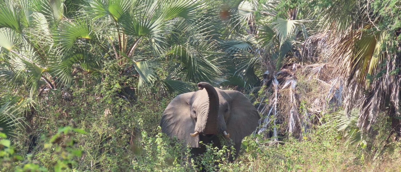 My Gorongosa National Park Safari