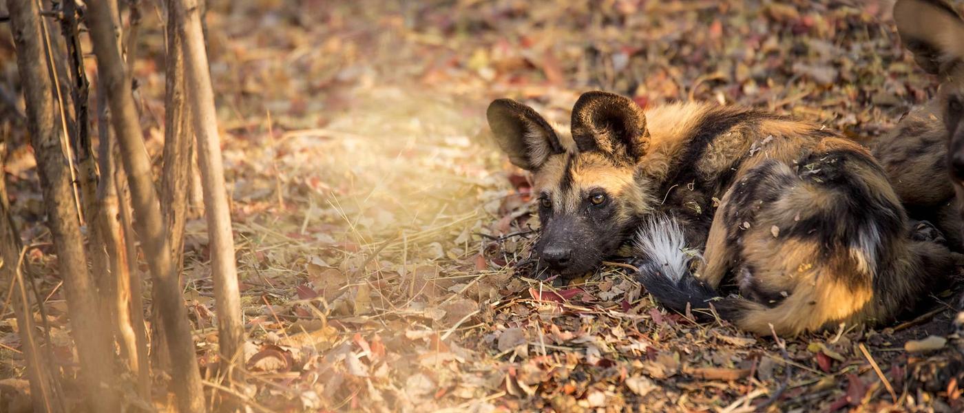 Private Game Reserves: Why We Choose Them Every Time