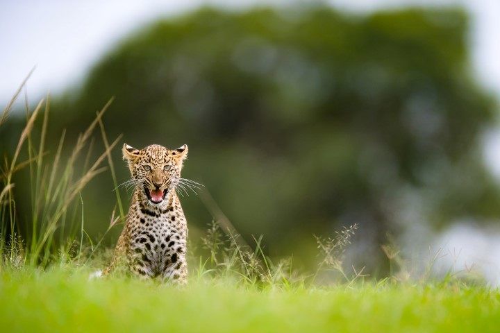 A leopard cub enjoying the lush grass