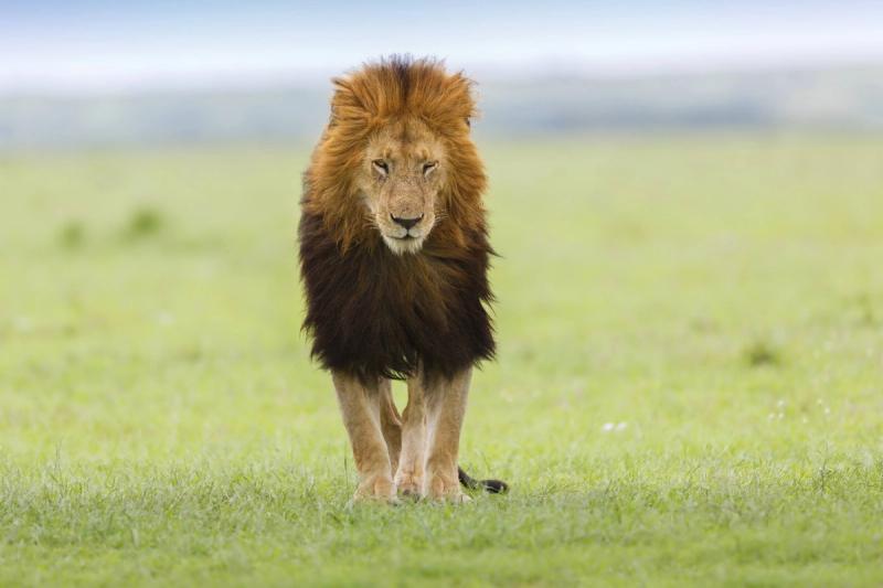 Black maned lion